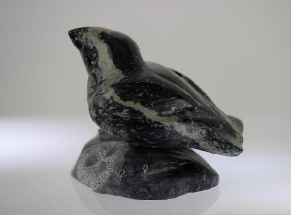 Beautiful bird perched on a rock