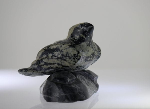 Beautiful bird perched on a rock