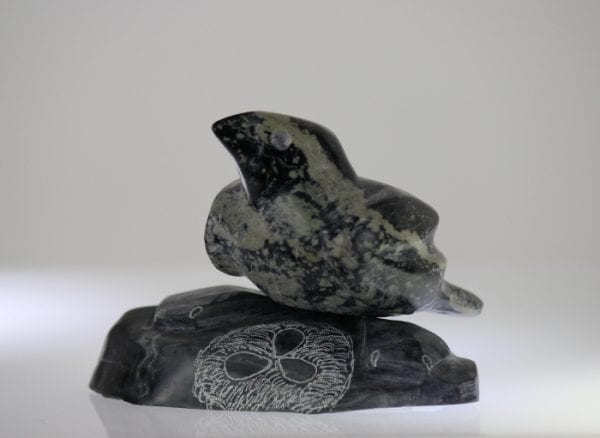 Beautiful bird perched on a rock