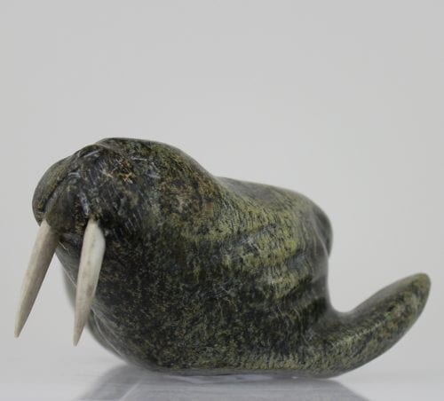 Walrus from Salluit