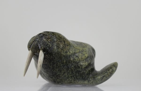 Walrus from Salluit