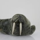 Walrus from Salluit