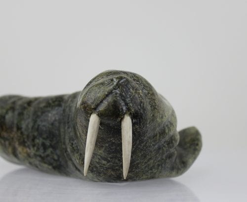 Walrus from Salluit