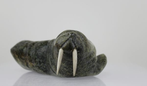 Walrus from Salluit