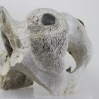 Abstract whalebone carving by an unknown Inuit artist