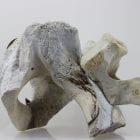 Abstract whalebone carving by an unknown Inuit artist