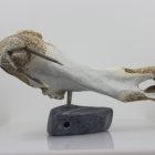 Walrus by Timothy Jar from Sallit/Coral Harbour carved in Whalebone