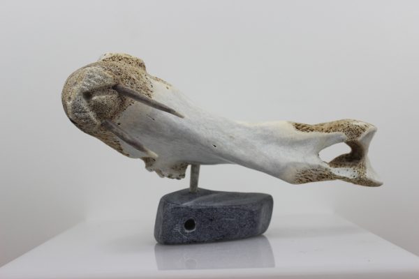 Walrus by Timothy Jar from Sallit/Coral Harbour carved in Whalebone