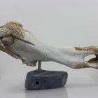 Walrus by Timothy Jar from Sallit/Coral Harbour carved in Whalebone