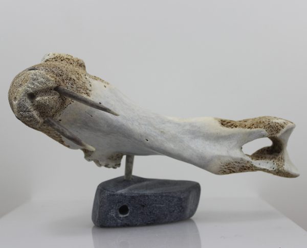 Walrus by Timothy Jar from Sallit/Coral Harbour carved in Whalebone