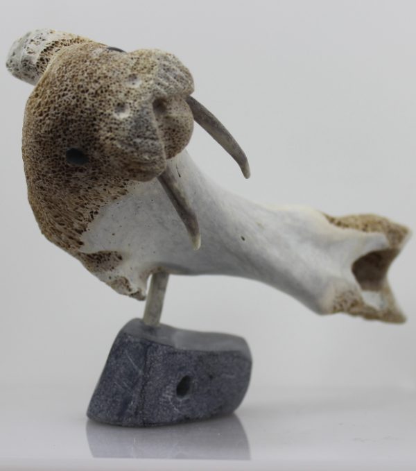 Walrus by Timothy Jar from Sallit/Coral Harbour carved in Whalebone