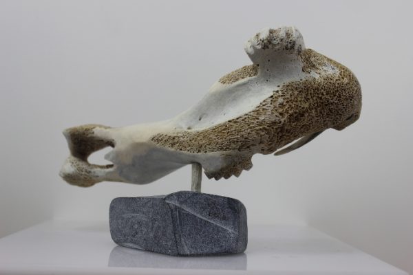 Walrus by Timothy Jar from Sallit/Coral Harbour carved in Whalebone