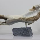 Walrus by Timothy Jar from Sallit/Coral Harbour carved in Whalebone