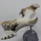 Walrus by Timothy Jar from Sallit/Coral Harbour carved in Whalebone