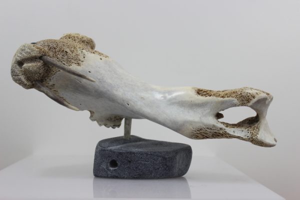 Walrus by Timothy Jar from Sallit/Coral Harbour carved in Whalebone