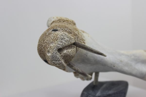 Walrus by Timothy Jar from Sallit/Coral Harbour carved in Whalebone