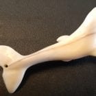 Ivory Whale Pendant by Johnny Amittuk from Akulivik