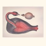 Loving Loon by Pee Ashevak 21-05 2021 Cape Dorset Print Collection