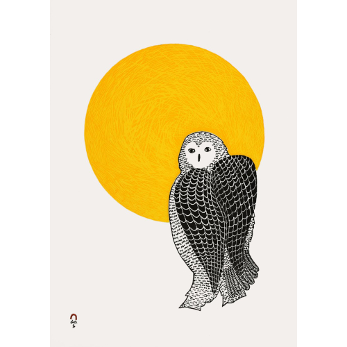 Sunlit Owl by Pee Ashevak from Cape Dorset's 2022 Print Collection