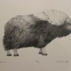 Muskox by Peter Palvik from Holman/Ulukhaktok