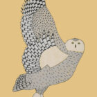 Taking Flight by Kanarvalik Niviaqsi from the 2026 Dorset Print Collection