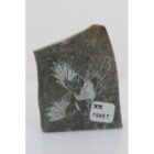 Incised Bird by Mia Salomonie from Kinngait - Cape Dorset