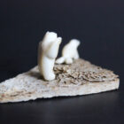 Bear and Seal by Mark Tungilik from Repulse Bay - Naujaat